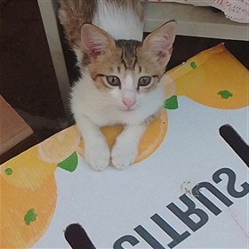 Quratulain